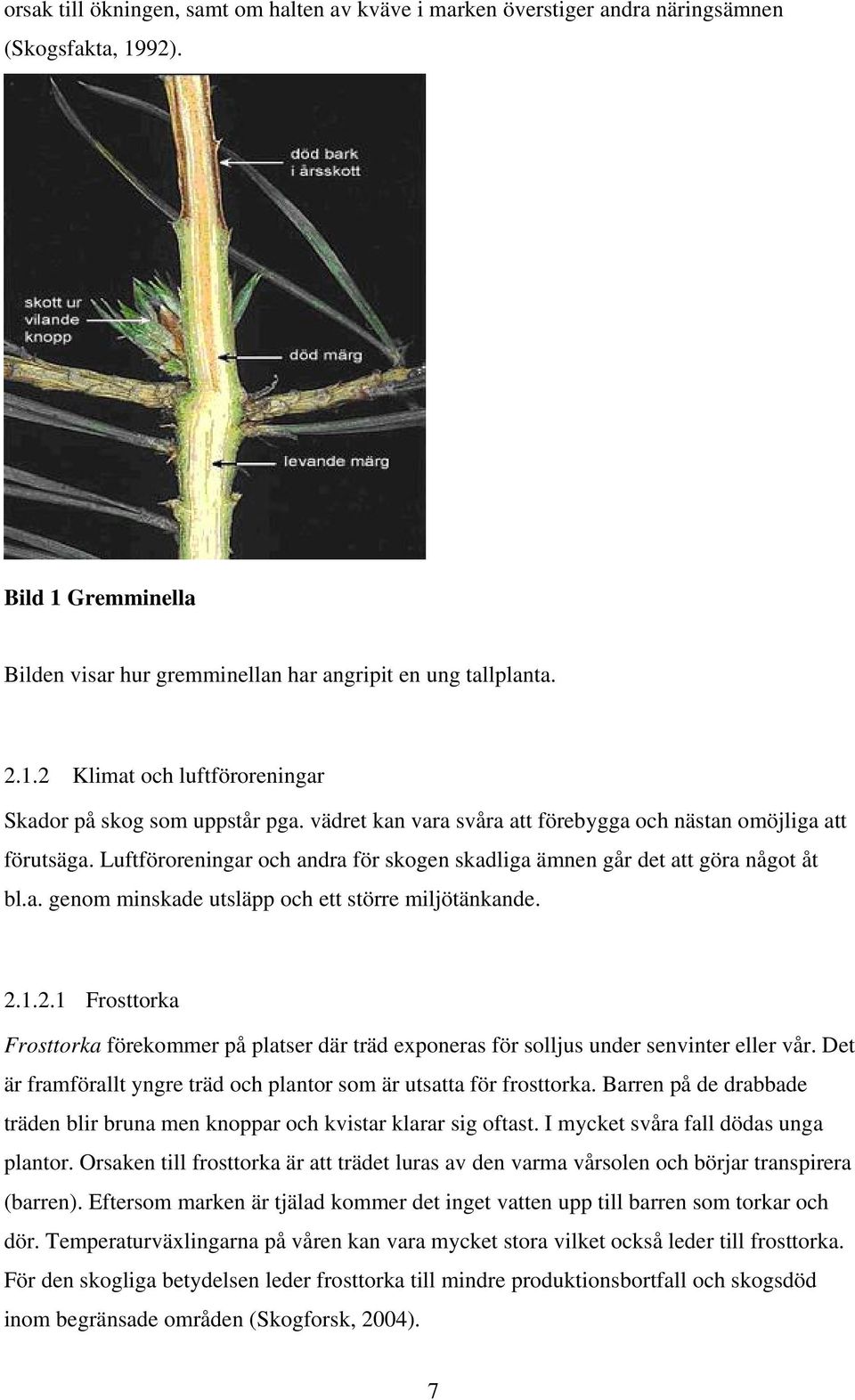 2.1.2.1 Frosttorka Frosttorka förekommer på platser där träd exponeras för solljus under senvinter eller vår. Det är framförallt yngre träd och plantor som är utsatta för frosttorka.