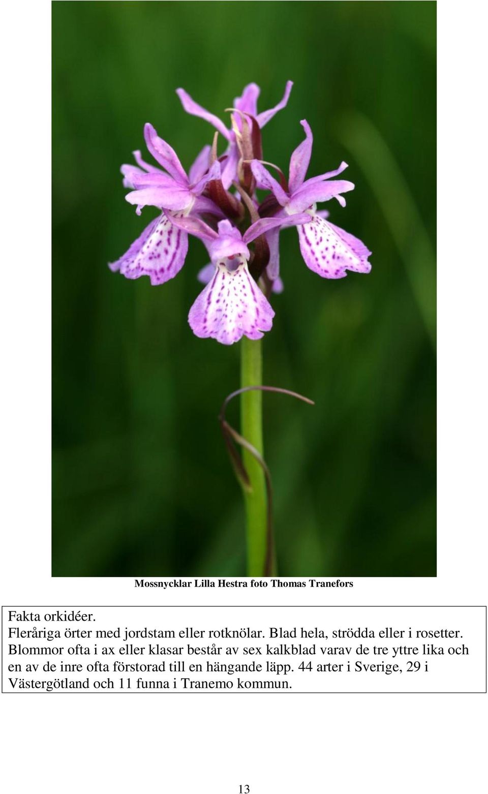 Blommor ofta i ax eller klasar består av sex kalkblad varav de tre yttre lika och en av