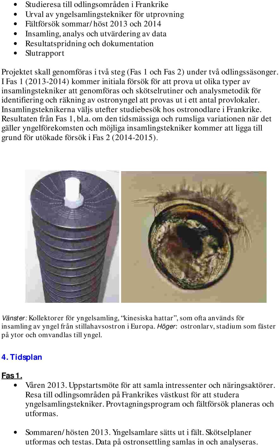 I Fas 1 (2013-2014) kommer initiala försök för att prova ut olika typer av insamlingstekniker att genomföras och skötselrutiner och analysmetodik för identifiering och räkning av ostronyngel att