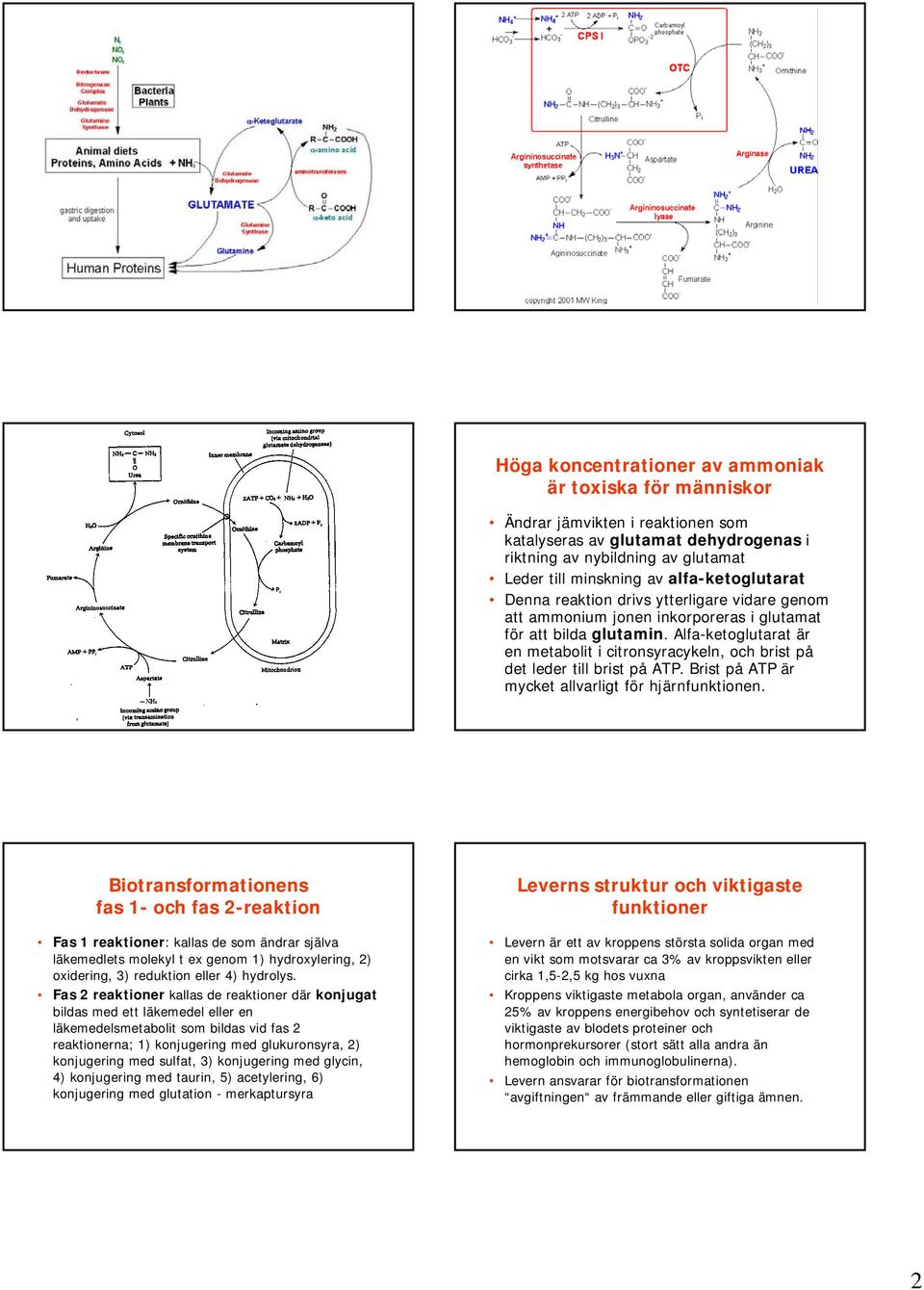 Alfa-ketoglutarat är en metabolit i citronsyracykeln, och brist på det leder till brist på ATP. Brist på ATP är mycket allvarligt för hjärnfunktionen.