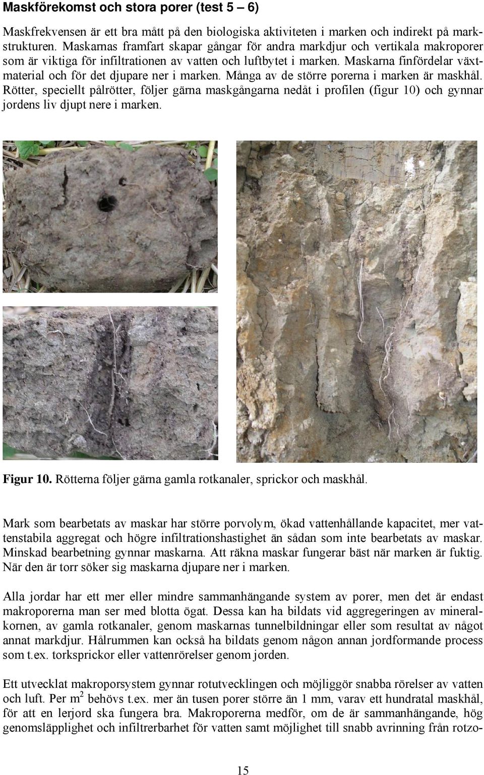 Maskarna finfördelar växtmaterial och för det djupare ner i marken. Många av de större porerna i marken är maskhål.