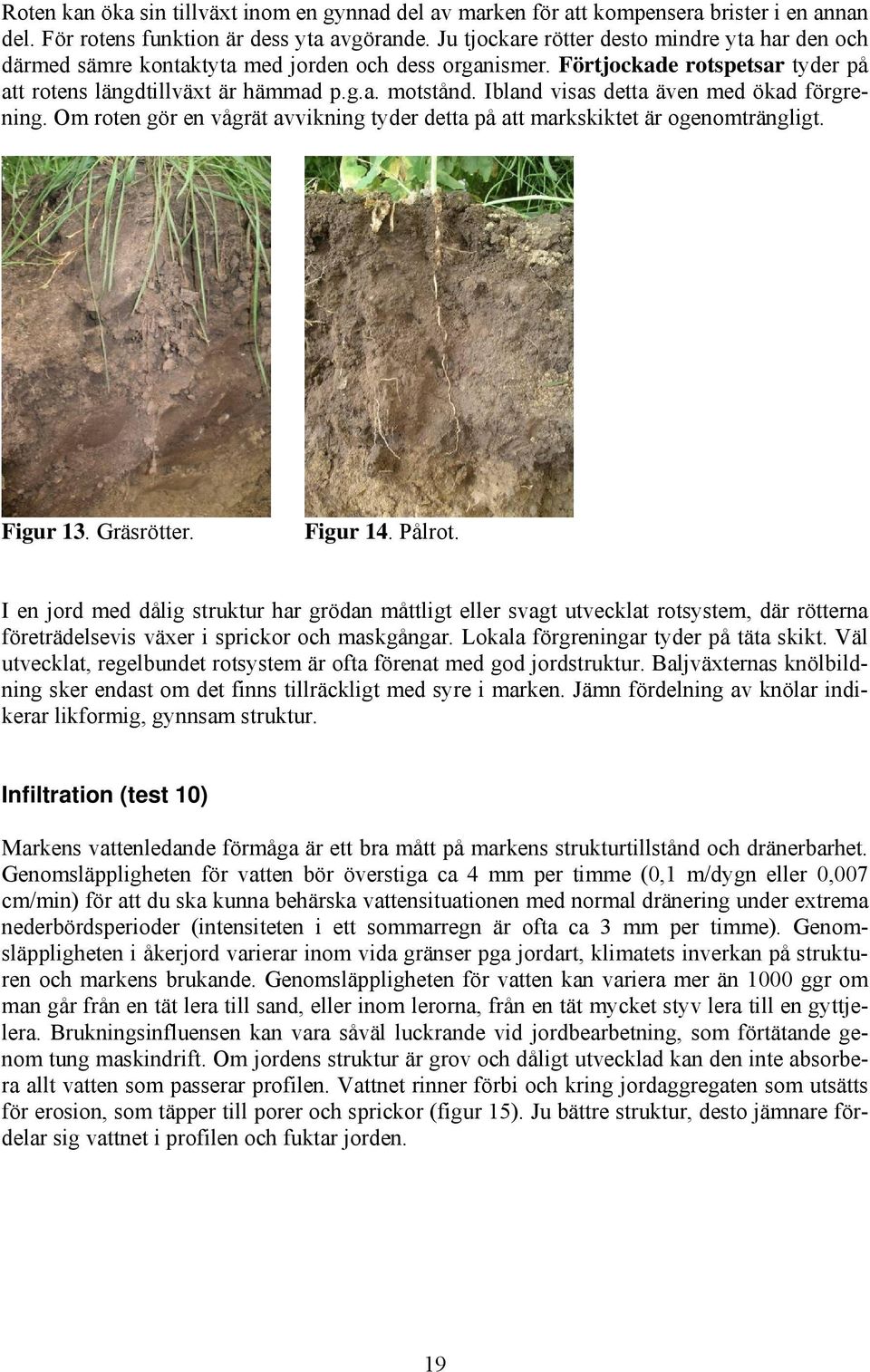 Ibland visas detta även med ökad förgrening. Om roten gör en vågrät avvikning tyder detta på att markskiktet är ogenomträngligt. Figur 13. Gräsrötter. Figur 14. Pålrot.