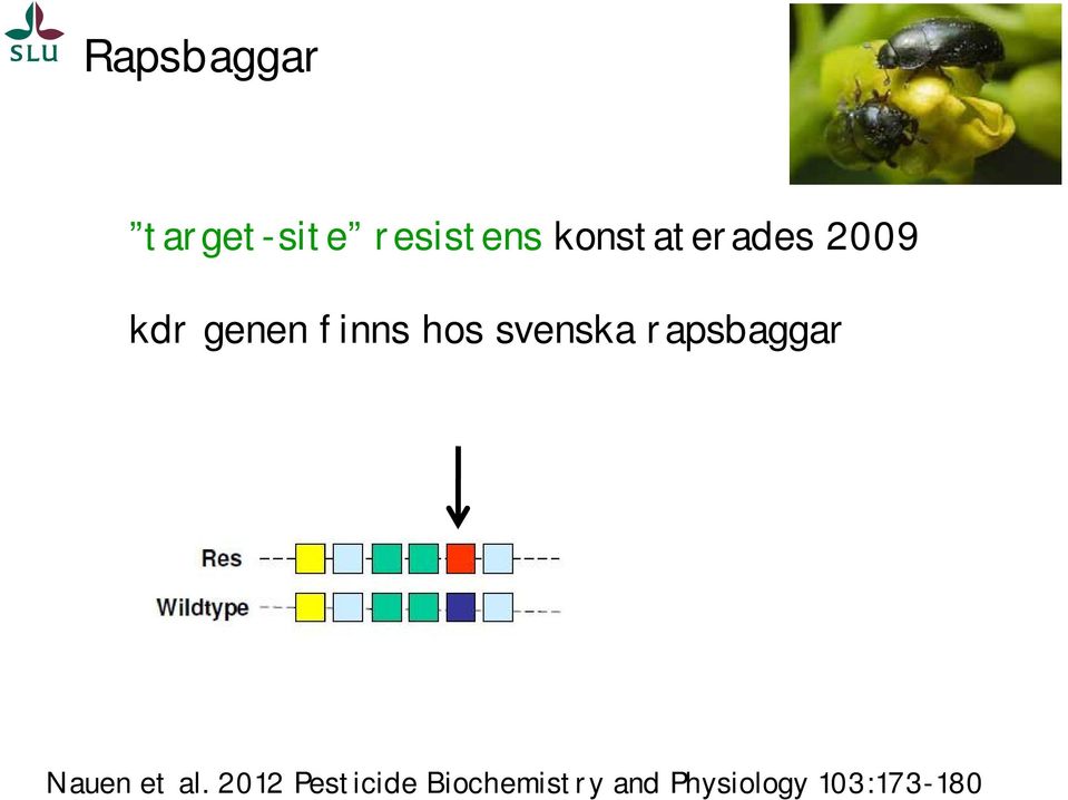 svenska rapsbaggar Nauen et al.