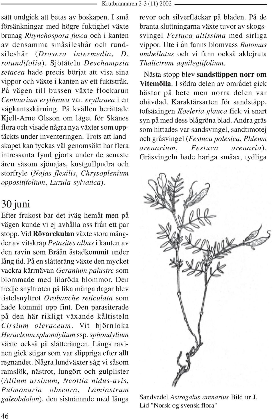 erythraea i en vägkantsskärning. På kvällen berättade Kjell-Arne Olsson om läget för Skånes flora och visade några nya växter som upptäckts under inventeringen.