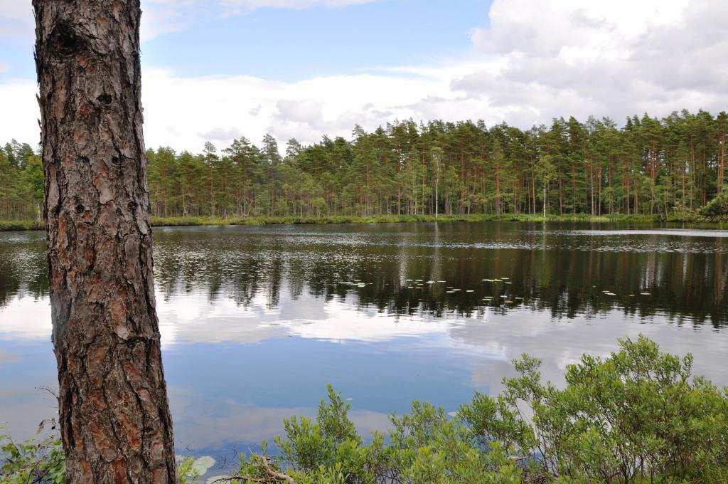 Jakt på bl a älg, rådjur och vildsvin.