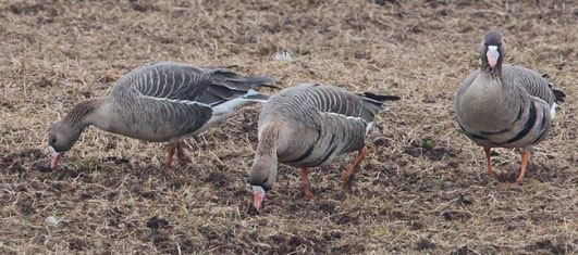 Spetsbergsgås Anser brachyrhynchus 2 4 ex Trandansen, Hornborgasjön 2/4 5/4 5.