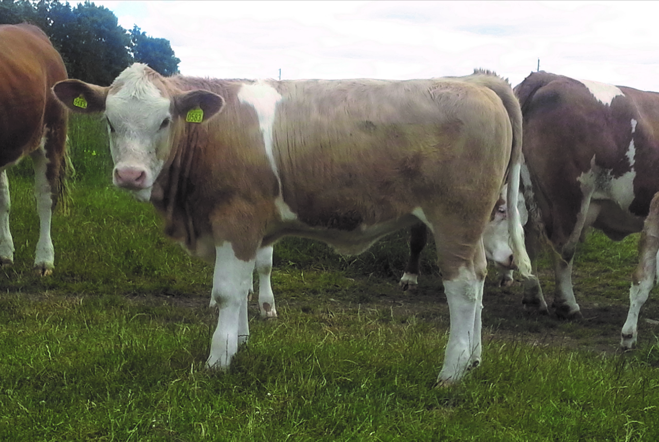 UTROP NR 6 583 Lora av Bollerup Obetäckt kviga Polled Född den 6 Februari 2016 Kolinje: 10 Lora (Schweiz) Tjurlinje: Hallas (Tyskland) Fader: Tyska semintjuren Hallas.