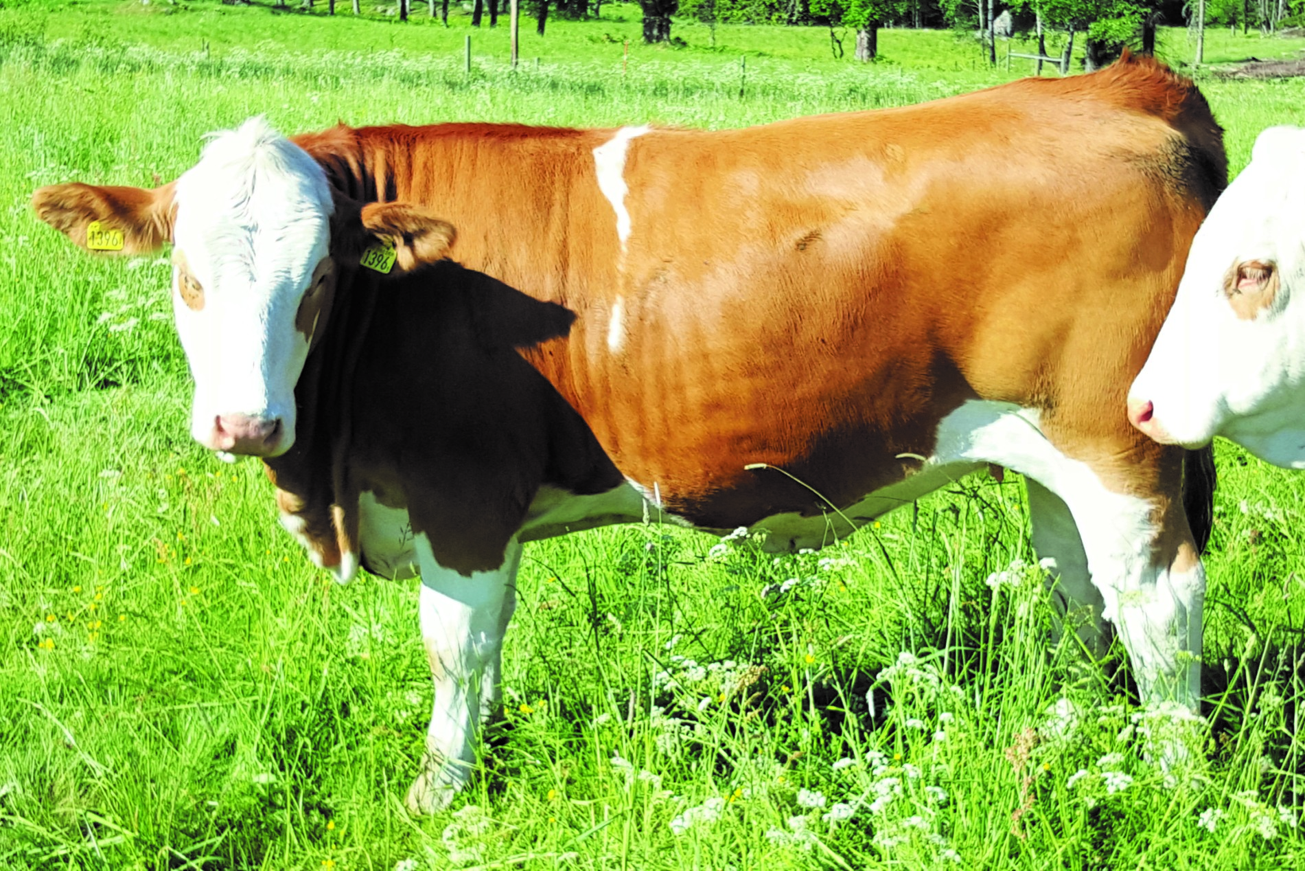 UTROP NR 2 1396 Isa av Fall Dräktig kviga Polled Född den 11 Mars 2015 Kolinje: 201 Laura (Schweiz) Tjurlinje: PHS Polled Worldwide 14W Fader: 1277 Steve av Frönshult T-109.