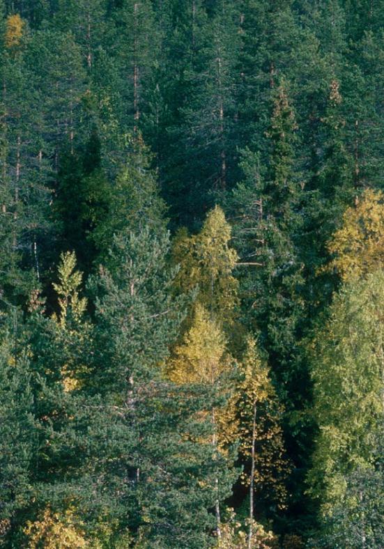 Mauri Rautkari / WWF-Canon Bioenergi Inom hållbara ramar Minst 22 % ska präglas av skydd och hänsyn 17 % skydd >5 %