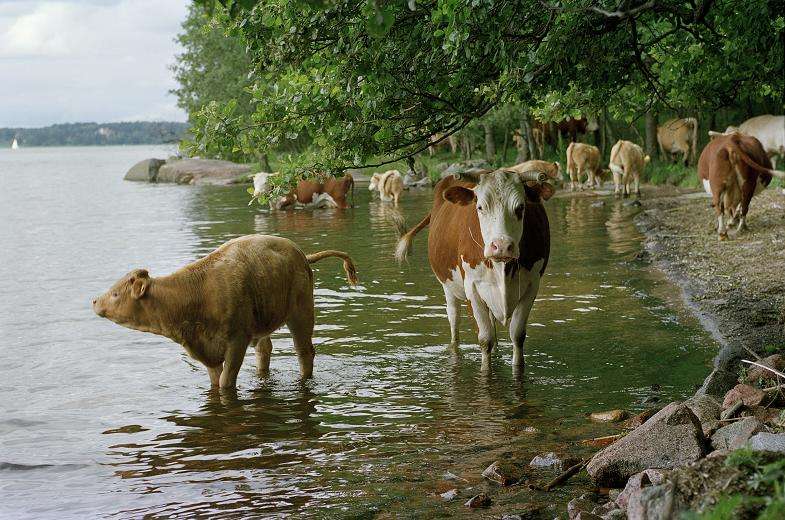 Lantbrukets påverkan: gödsel och strandbete: Zoonotisk spridning Cattle Campylobacter VTEC (E.