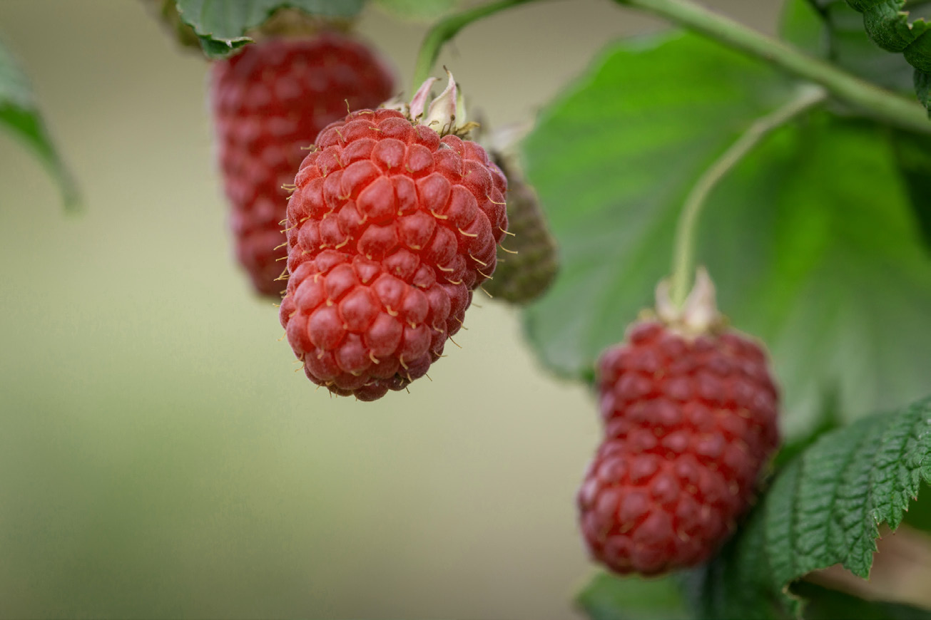 Trädgårdshallon Laszka E Rubus (Hallon-Gruppen) Laszka E Tidig och härdig sort med ovanligt stora och välsmakande bär Laszka E är en sort som är framtagen av Jan Danek vid Research Institute of