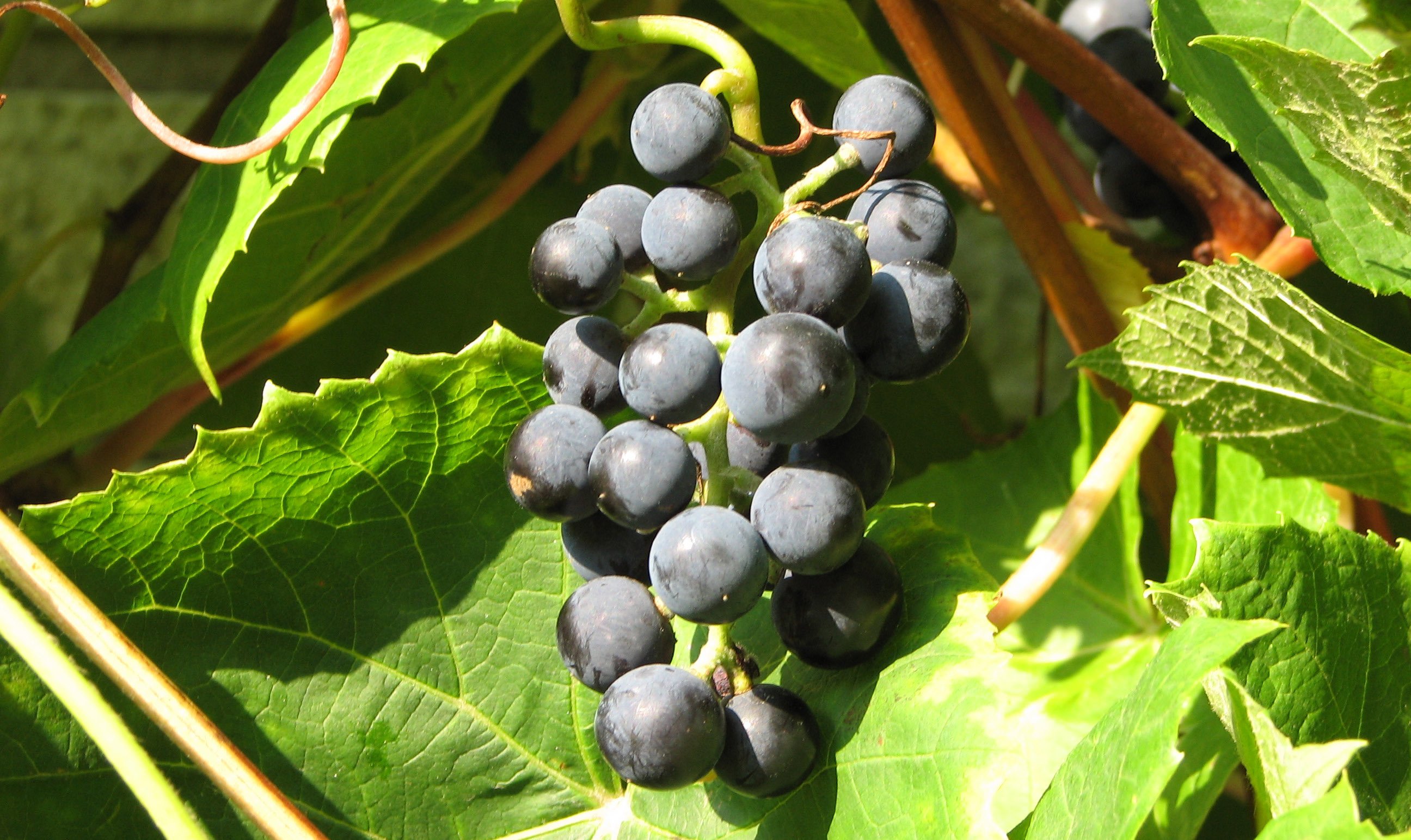 Labruskavin Zilga E Vitis (Labrusca-Gruppen) Zilga E Bästa labruskavindruvan för odling utomhus blå druvor och härdig.