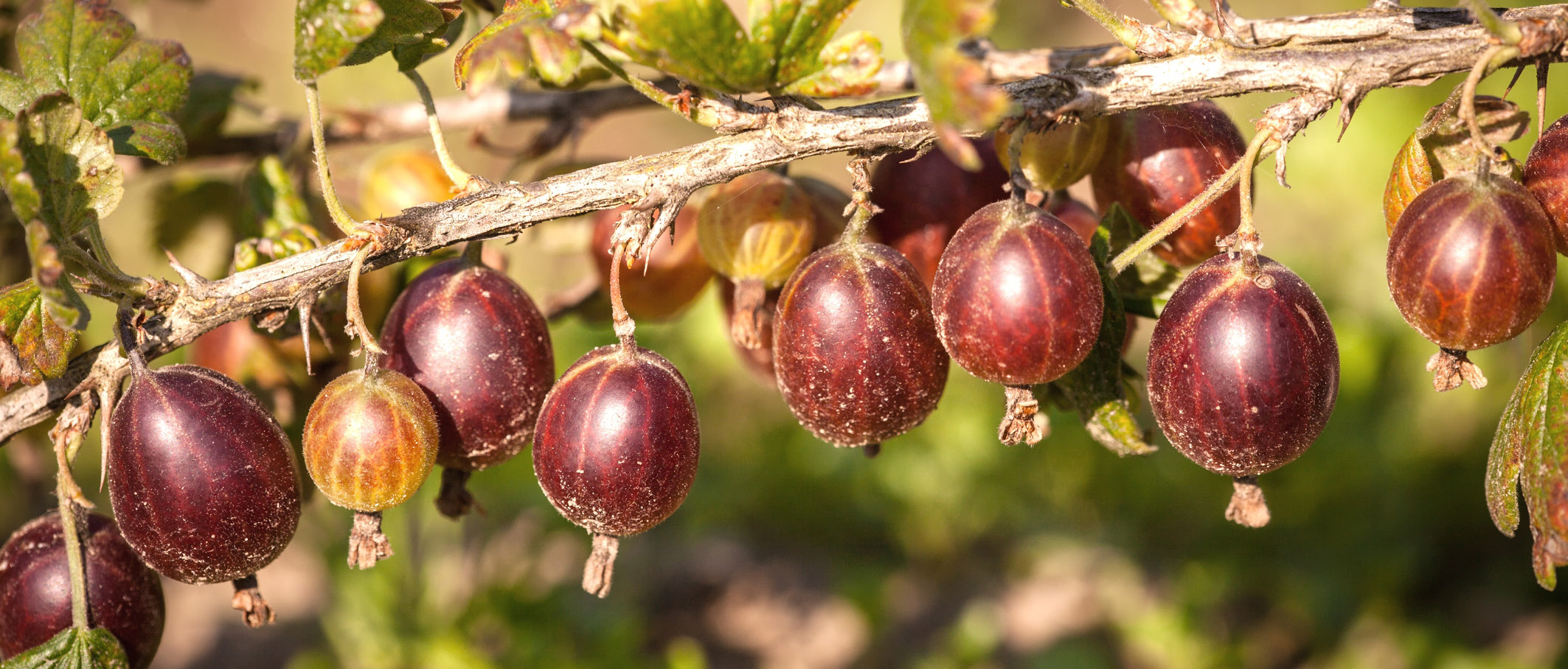 Krusbär Martlet E Ribes (Grossularia-Gruppen) Martlet E Ett rött krusbär med utsökt smak, friskt, rikbärande och härdigt Martlet E är en selekterad fröplanta från en blandad föräldramix där bl a