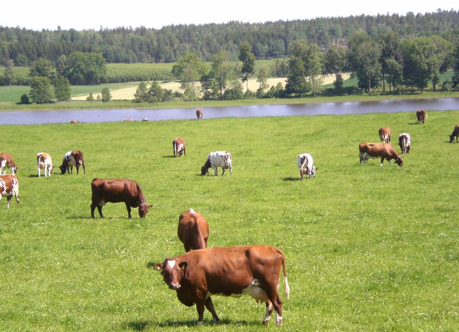 SJÄLVSTÄNDIGT ARBETE VID LTJ-FAKULTETEN