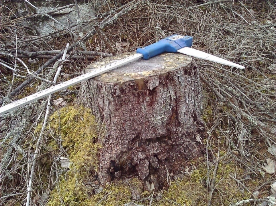 NATURVÅRDSNYTTAN BJURSÖN S De stubbar som blir kvar på ett hygge representerar inte bara ett inkomstbortfall utan även en vinst i termer av substrat för olika organismer som lever av och föryngrar