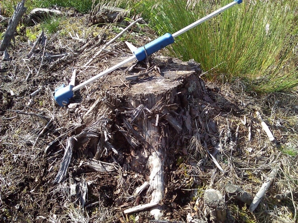 Figur 7. Exempel på normal skada. En kraftig spricka samt ytterligare en del skador på ena sidan. Stora delar av barken är dock intakt liksom rötterna.