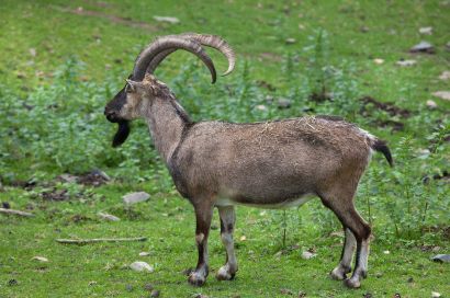 Viltart - Jakt i Gorno Altai VILTART Jakt Jakt ii Gorno Gorno Altai Altai Brunbjörn (Asien) Latinska namn: Ursus arctos Underarter: Av 10 underarter förekommer 8 i regionen: 1.