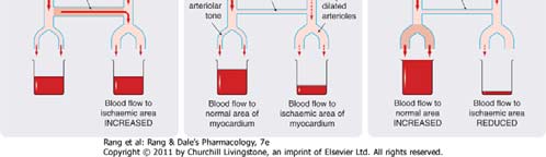 Nitrater och glattmuskelaktiva substanser från endotel Nitrater Nitrater Glyceryltrinitrat: omvandlas till NO ger cgmp och glattmuskelrelaxation och kärldilatation.