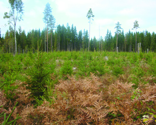 Skogens möjligheter öka tillväxten i din skog Tillväxten i Sveriges skogar har successivt ökat och det beror huvudsakligen på att metoderna i skogsbruket kontinuerligt har utvecklats.