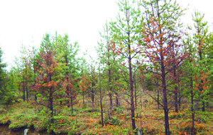 Hur gör man med torra talltoppar? AKTUELLA frågan skogen som man lägger grunden till lönsamheten i affären för båda parter.