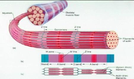 Muskelcellens uppbyggnad Muskelfibrer