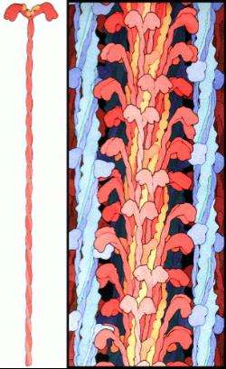 Muskelcellens uppbyggnad Myosinmolekylerna är sammanflätade parvis i vilken det i