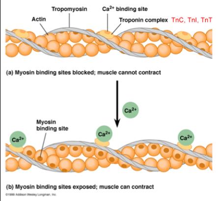Kontraktion av en muskelfiber Vid frånvaro av Ca 2+ skyddas myosinets bindningsställen 1.