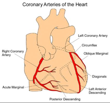 Hjärtats syresättning P g a trycket som bildas i kärlen då hjärtat slår samt kärlens placering försörjs hjärtat med syre under sin relaxationsfas - diastole Ökad