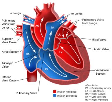 Hjärtats arbete Under diastole fylls kamrarna till ca 80% fyllnadsgrad i vila, därefter kontraherar förmaken och fyller ytterligare ca