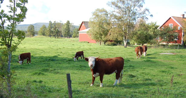 bolag 5 Götene Industrier AB Betande kor på Kinnekulle. Ordförande: Åsa Karlsson Ägare Samtliga aktier ägs av Götene Kommun.