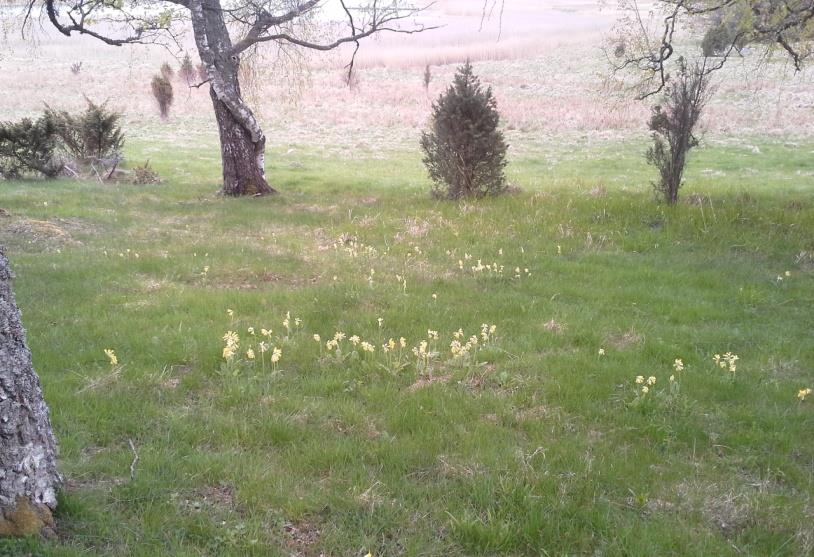 Avtal som går att söka 2016 Skötsel av jordbruksnaturens biologiska mångfald och landskapet Prioritetsordning av ansökta avtalsområden inom ramen för anslag 1.