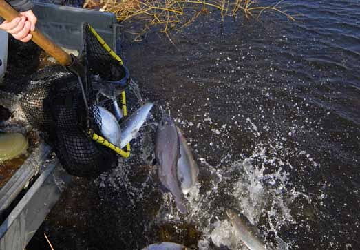 Fiske i Skärsjön När: Torsdag 5 april kl 10.00-13.00 Var: Skärsjön Målgrupp: Från 12 år. Föranmälan ett måste!