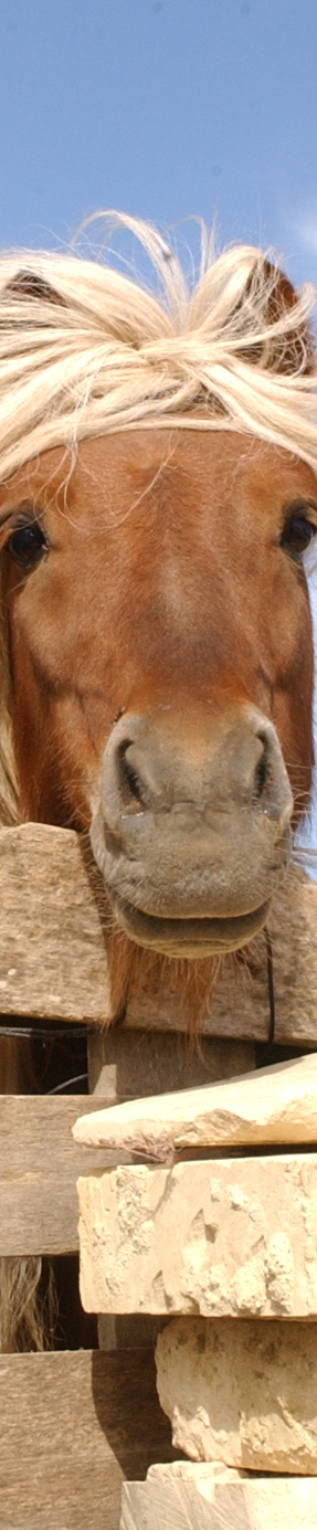 Förstudie Lönsamma häst Syftet är att a/ med Swede Horse som bas, skapa aktiviteter som bidrar till att utveckla svenska hästföretagares lön samhet samt b/ med hjälp av konkreta aktiviteter förenkla