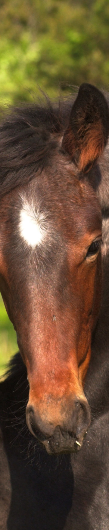 Horsevacation in Sweden Syftet är att skapa ett kluster av upp till tio ridturismföretag som under 2009 genom medveten egen och gemensam kvalitetshöjning förbereder sig för en gemensam lansering av