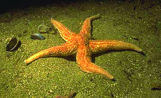 Figur 7. En vanlig sjöstjärna. Foto: Sue Scott. Sjöstjärnor Asterias rubens Vår vanliga sjöstjärna förekommer längs hela västkusten.
