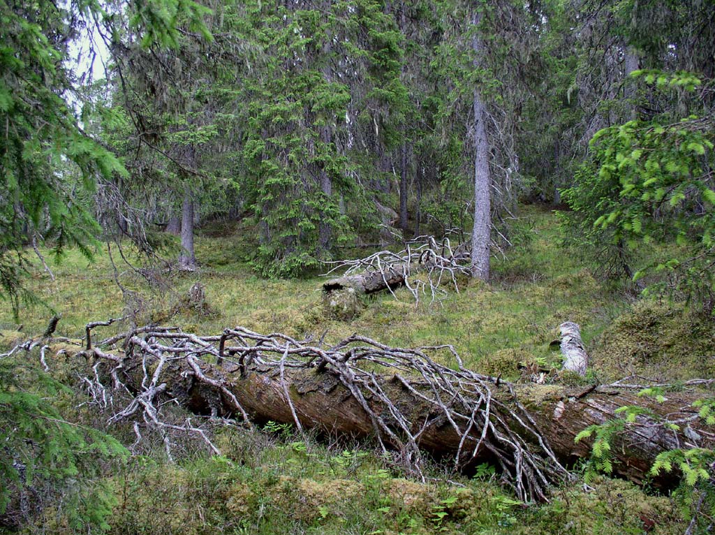 26 (104) Skogstyper inom kända oskyddade värdekärnor 40% 35% 30% andel per skogstyp 25% 20% 15% 10% 5% 0% Tallskog Granskog Barrblandskog Lövblandad barrskog Triviallövskog Kända oskyddade