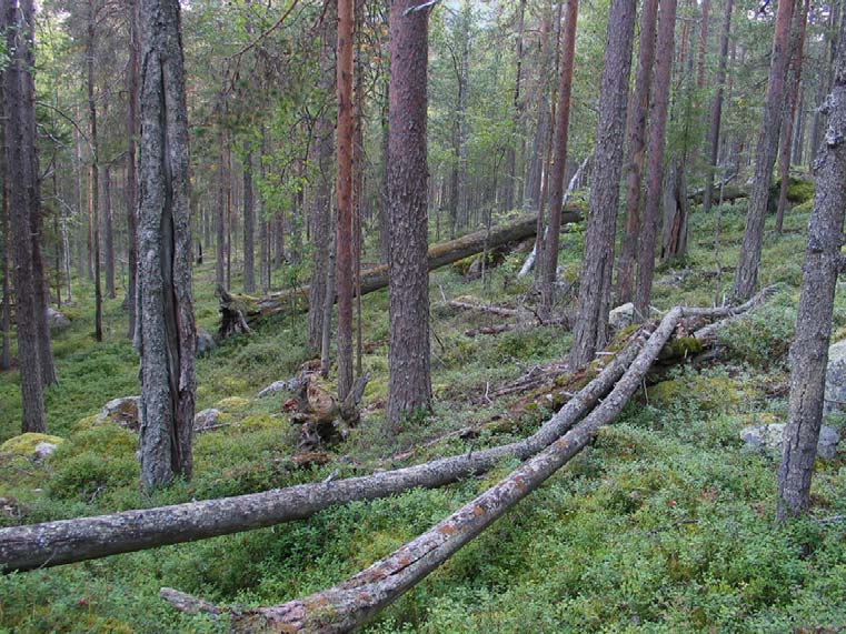 34 (104) Bild 3. Värdekärna av tallskog i Naturreservatet Stora Vänsberget i Överkalix kommun. Foto länsstyrelsen. 4.