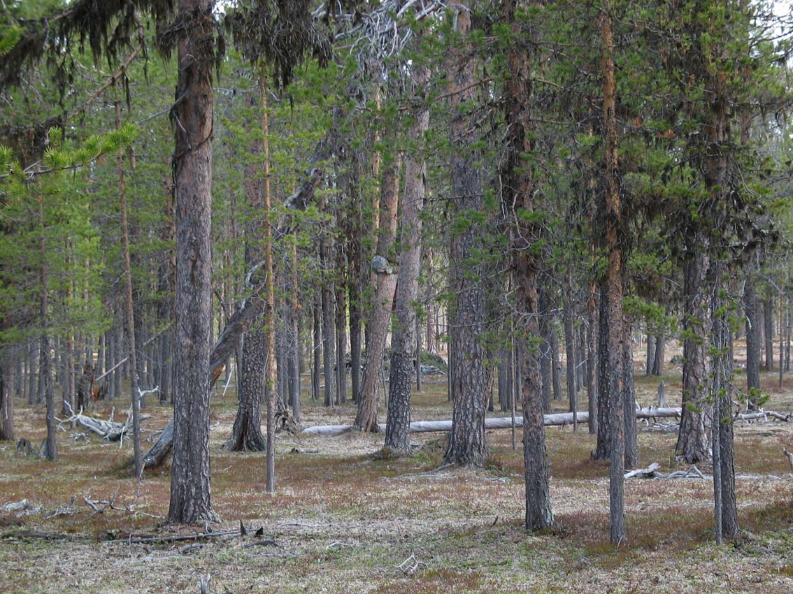 42 (104) Skogstyper som är nationellt underrepresenterade i skyddade områden Medelålders sena lövsuccessioner på frisk mark har i allmänhet uppkommit efter hårda bränder.