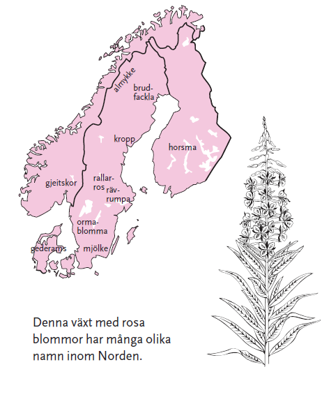 3 Varför har växter och djur latinska namn? Du behöver: En flora, alltså en bok om blommor. Se på kartan och bilden på växten här till höger. a Vilket svenskt namn har växten i din flora?
