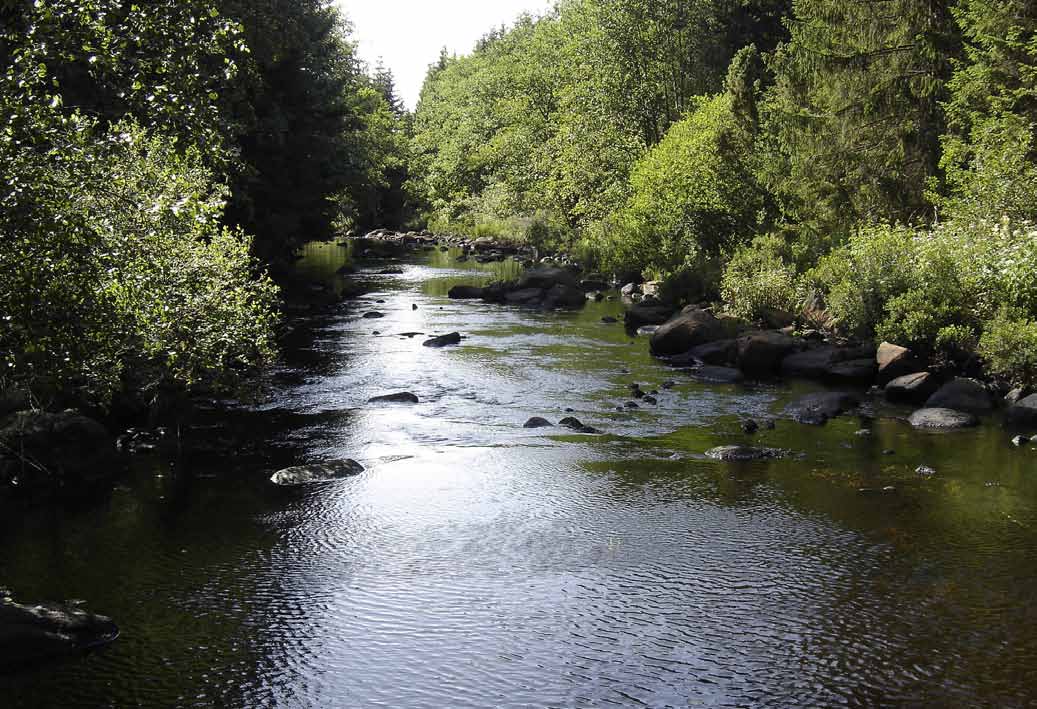 Smedjeån nedströms Oxhultasjön hyser många värdefulla vattenmiljöer där förutsättningarna för laxföryngring är goda. Foto: Länsstyrelsen i Hallands län.