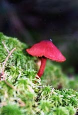 Färga med svamp och lav Med ett vanligt stormkök kan garnet färgas ute i naturen.