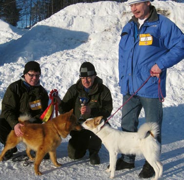 lagt högsta poängen (de tre bästa proven sammanslagna). En hund med riktig spetskompetens kan man nog säga om årets vinnare som blev den mycket trevlige Norrbottenspetsen Raskflons Roy.