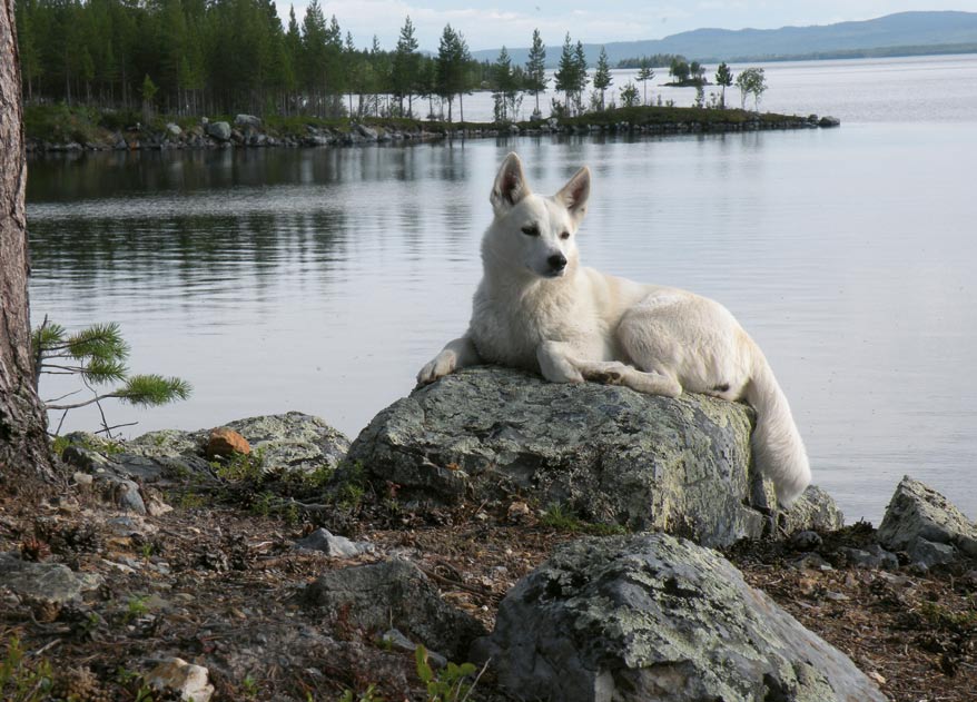 Röjas stämma har tystnat... Det gör ont att skiljas från en vän och trogen jaktkamrat som ryckts bort alltför tidigt.