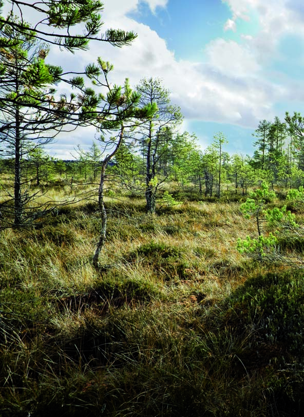 Nokian Hakka. Säkerhet från en expert på nordiska förhållanden. Om någon vet vad vårt nordiska klimat kräver av däcken så är det vi.