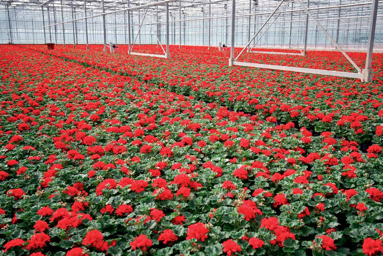 Marknadsöversikt 2013 prydnadsväxter Produktionsvolymerna minskar för de flesta produkterna. Tulpanerna är ett positivt undantag; för dem har produktionen ökat markant.