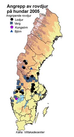 Figur 10. Angrepp av rovdjur på hundar 2005.