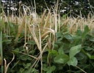 Avkastningen i höstvete beror på andelen klöver i klövergräset 22... Grain yield in winter wheat (t DM ha -1 ) 6.0 5.5 5.0 4.5 4.0 3.5 3.