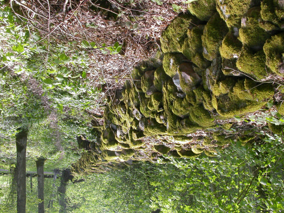 Fig. 6. Stenmur där buskar och småträd har röjts bort från ena sidan. Lerdala, NV Skövde, Västergötland. Foto P.-A. Esseen.