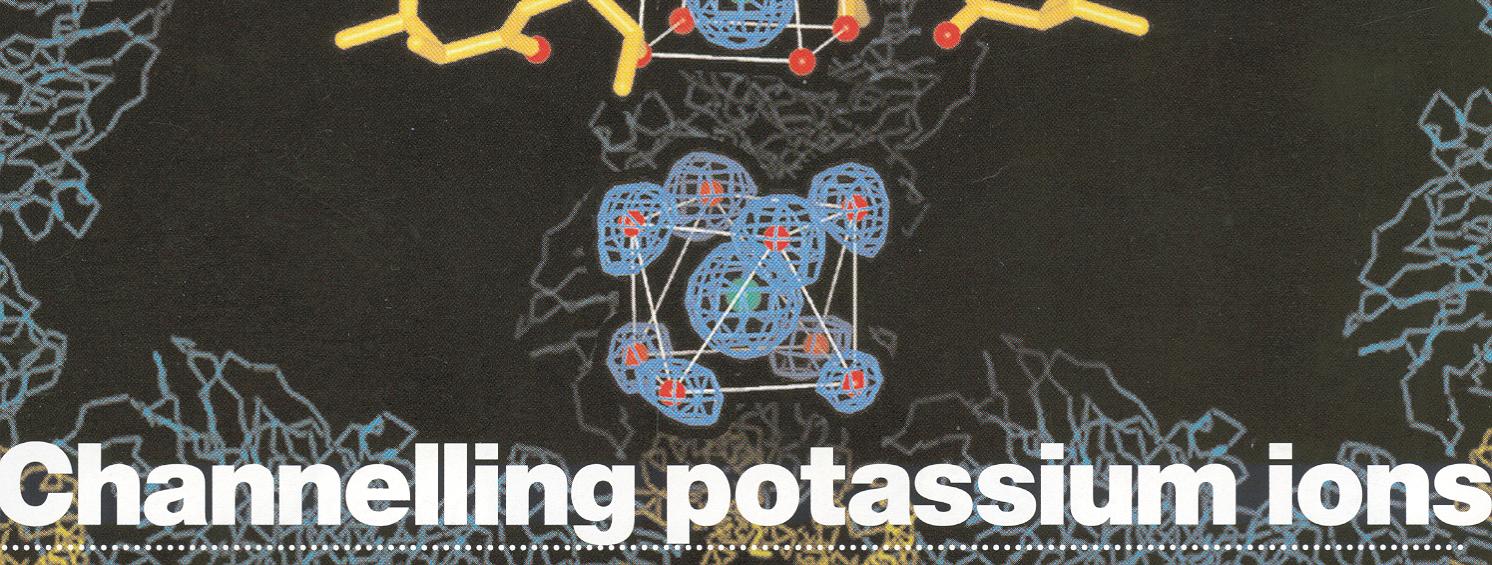 Crystal structure of the selectivity filter of a K + channel K + movement through the channel involves