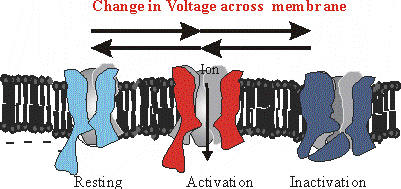 Membranpotentialen bestämmer om